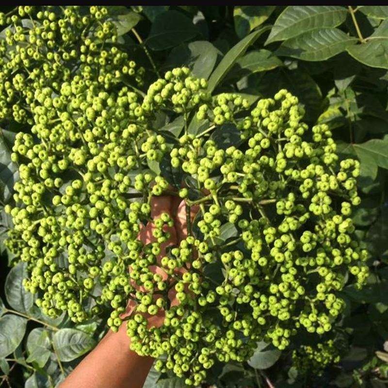 吴茱萸青绿野生吴茱臾中药材广西中花蕾吴芋粉涌泉穴贴