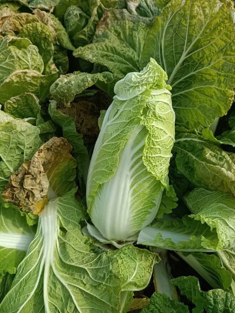 精品娃娃菜基地种植货源充足保证质量来电详谈