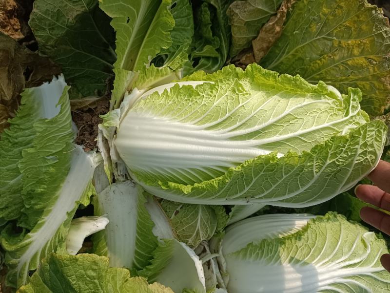 精品娃娃菜基地种植货源充足保证质量来电详谈