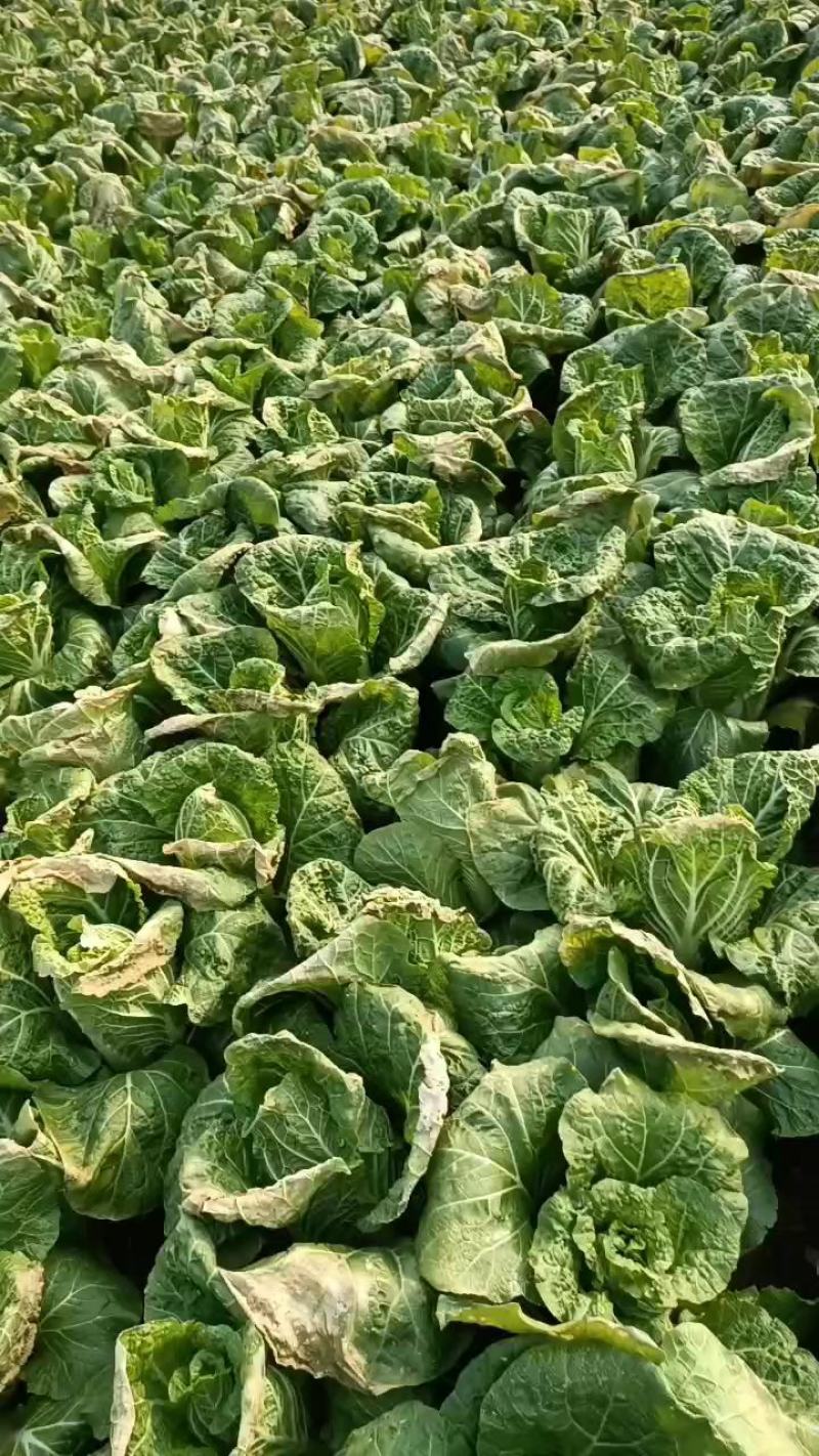 精品娃娃菜基地种植货源充足保证质量来电详谈