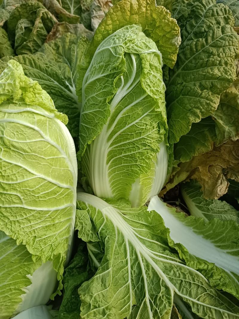 精品娃娃菜基地种植货源充足保证质量来电详谈