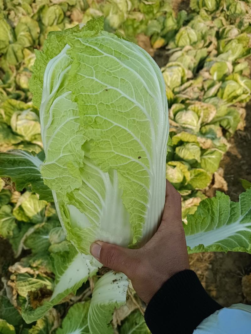 精品娃娃菜基地种植货源充足保证质量来电详谈