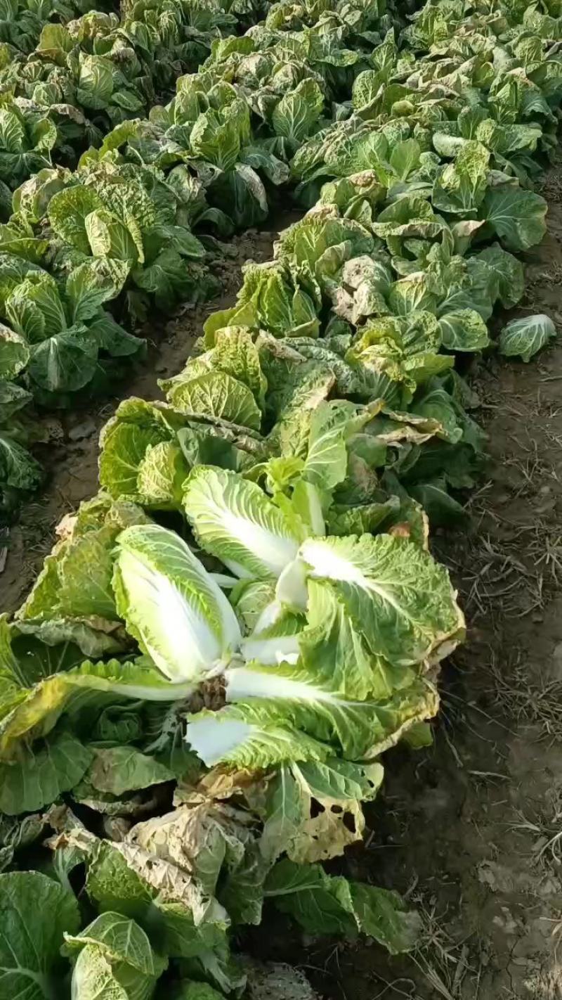 精品娃娃菜基地种植货源充足保证质量来电详谈