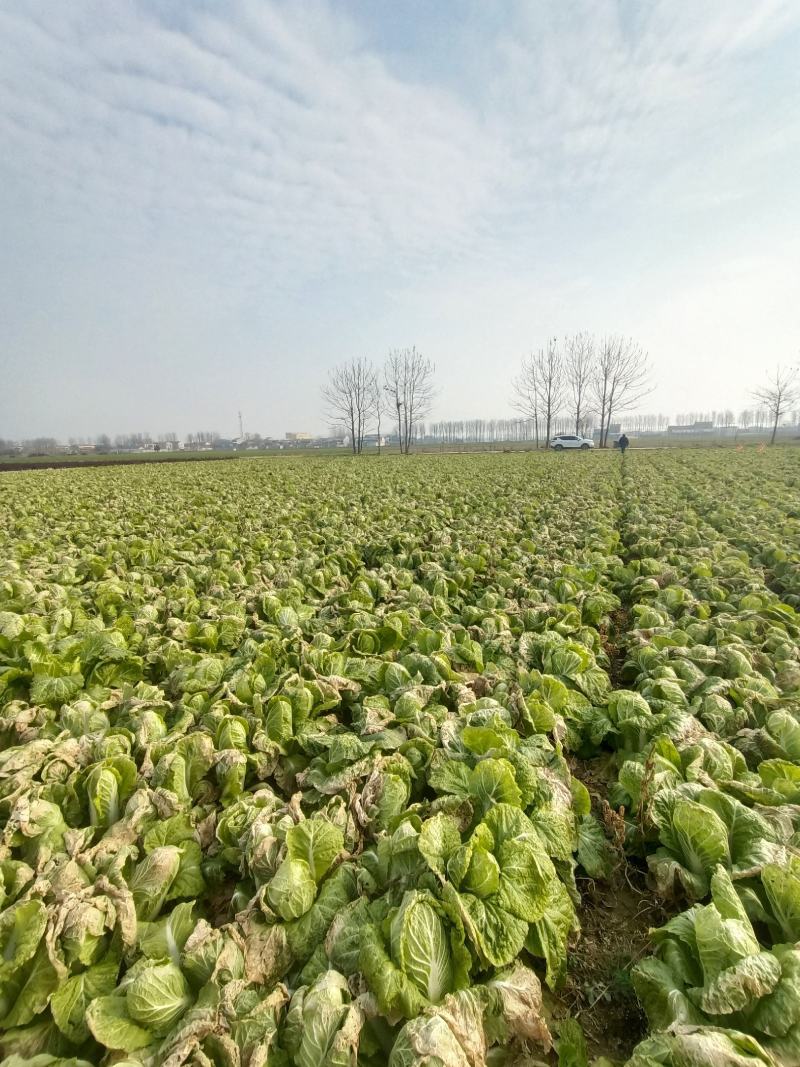 精品娃娃菜基地种植货源充足保证质量来电详谈