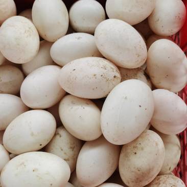 鹅蛋，双黄鹅蛋厂家直发自有基地养殖，支持一件代发