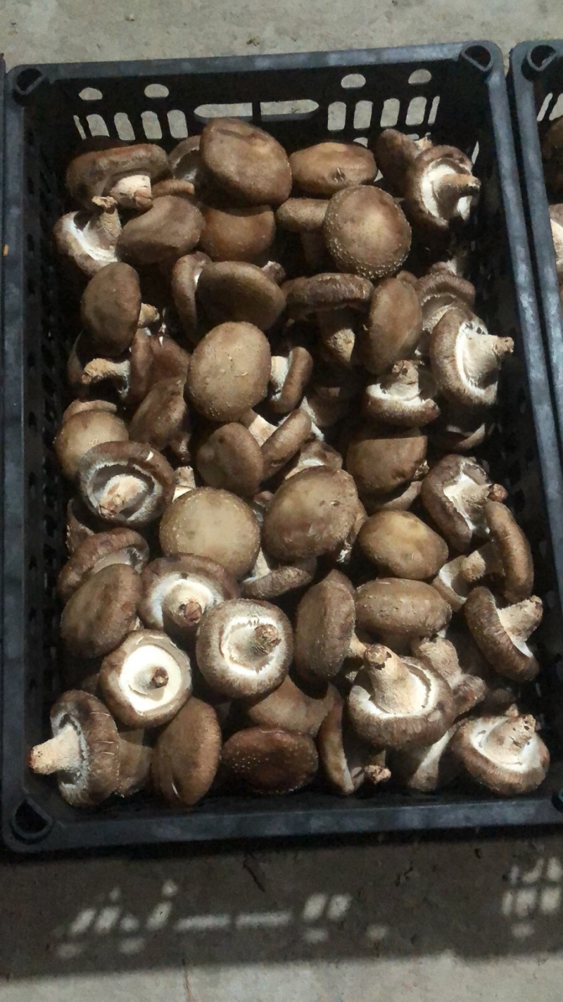 大个头香菇