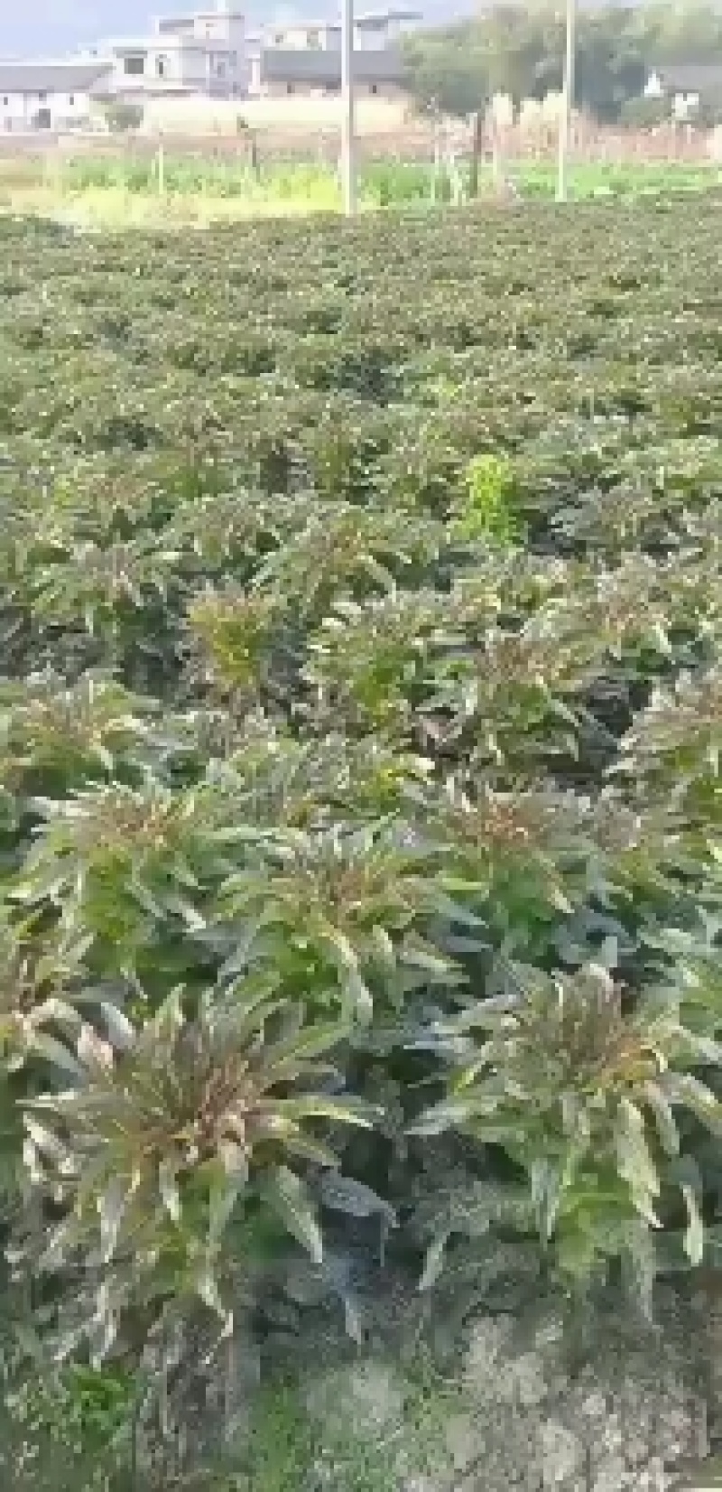 红叶香莴苣莴苣，腊月起有特惠，大量上市，万亩产地