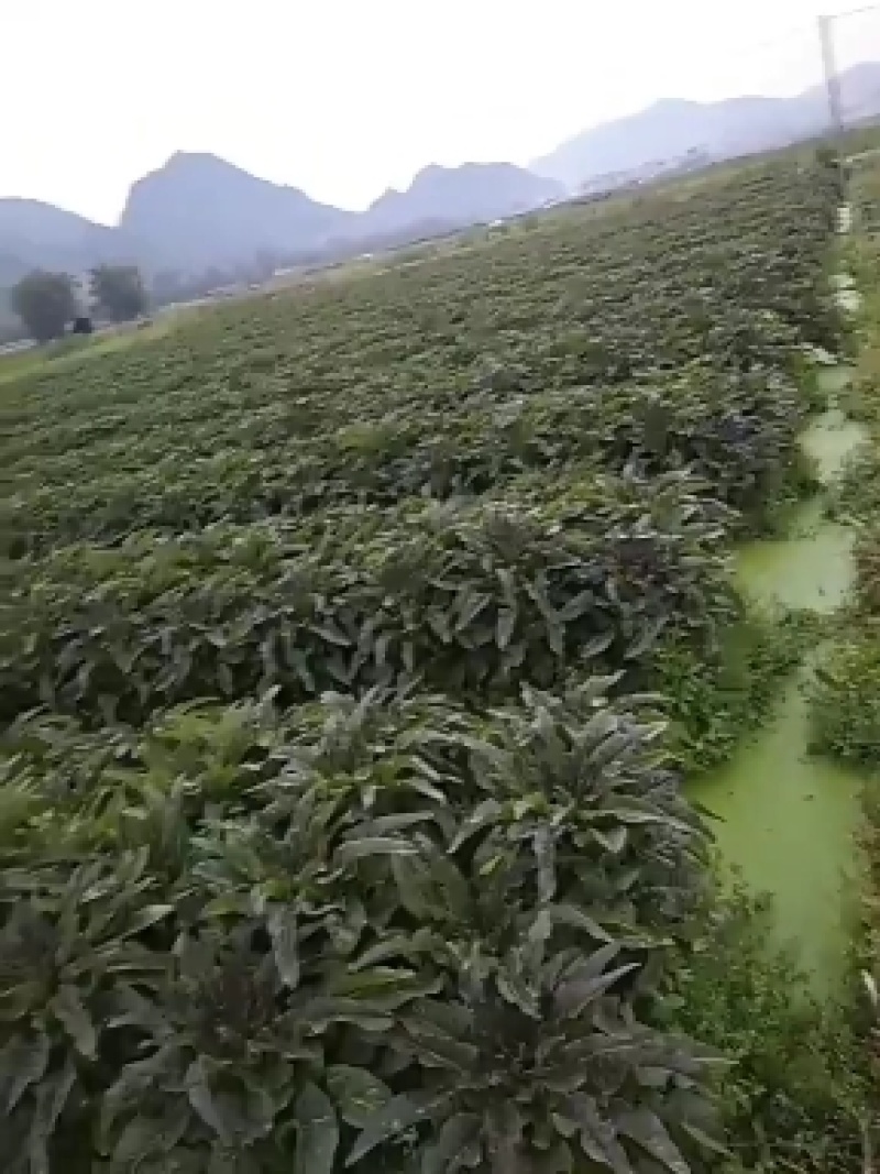 红叶香莴苣莴苣，腊月起有特惠，大量上市，万亩产地