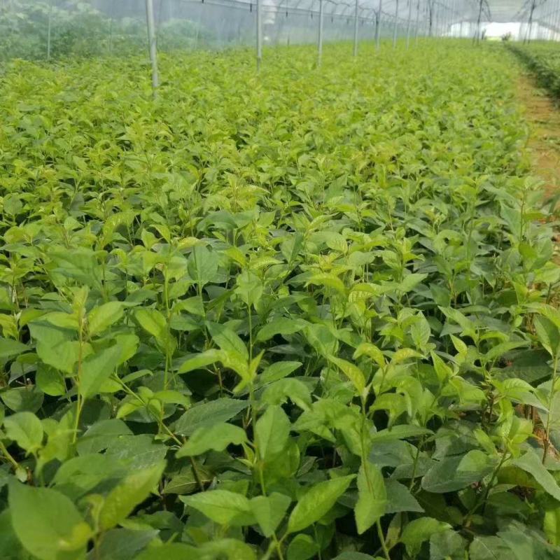 砧木吉塞拉6号K5吉塞拉12号砧木批发