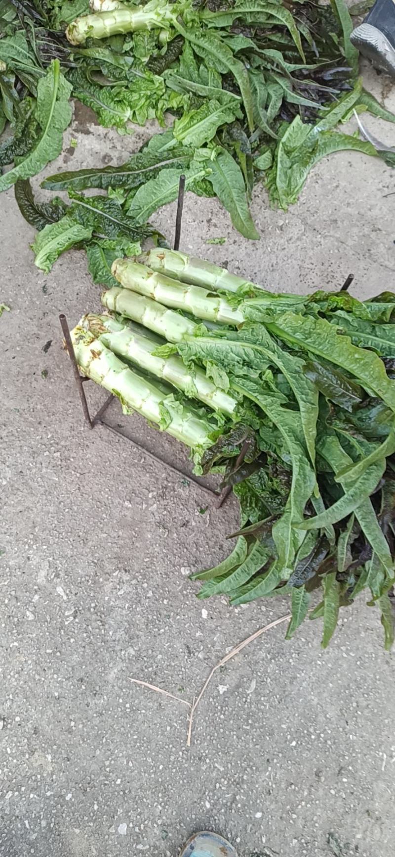 红叶香莴苣莴苣，腊月起有特惠，大量上市，万亩产地