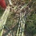 农家自种青皮甘蔗