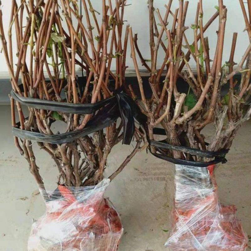 山东阳光玫瑰嫁接葡萄苗，现挖现发，包品种，