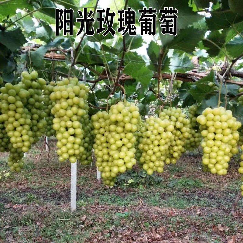 山东阳光玫瑰嫁接葡萄苗，现挖现发，包品种，