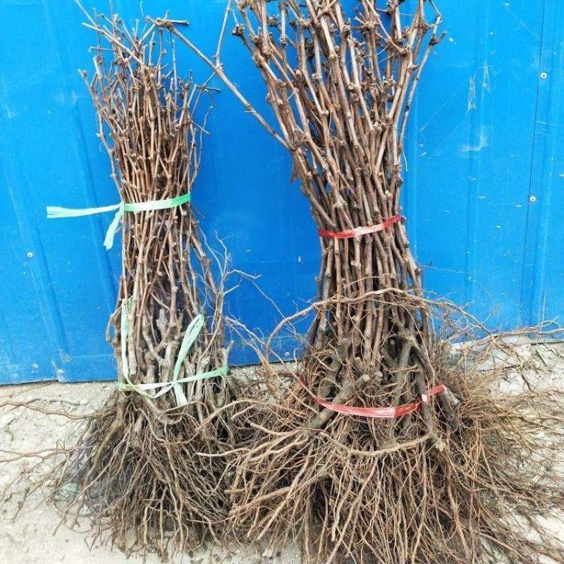 山东阳光玫瑰嫁接葡萄苗，现挖现发，包品种，