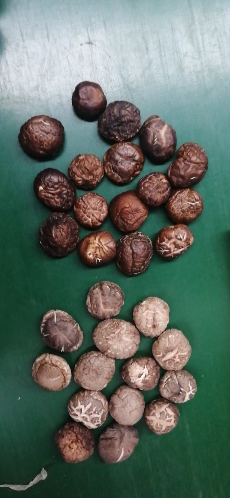 干香菇，油面菇，冬菇，各种规格，泌阳产区直发，干净无杂质