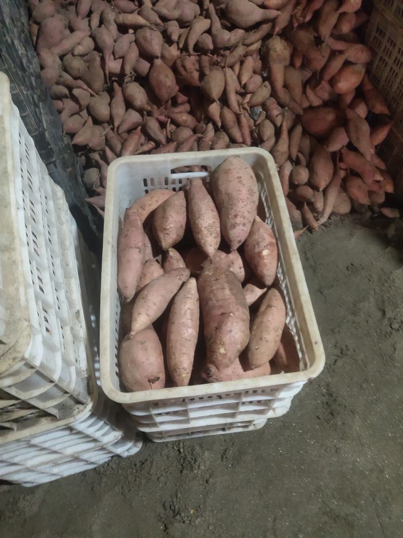 饶阳精品红薯，产地直销，大量供货中龙薯