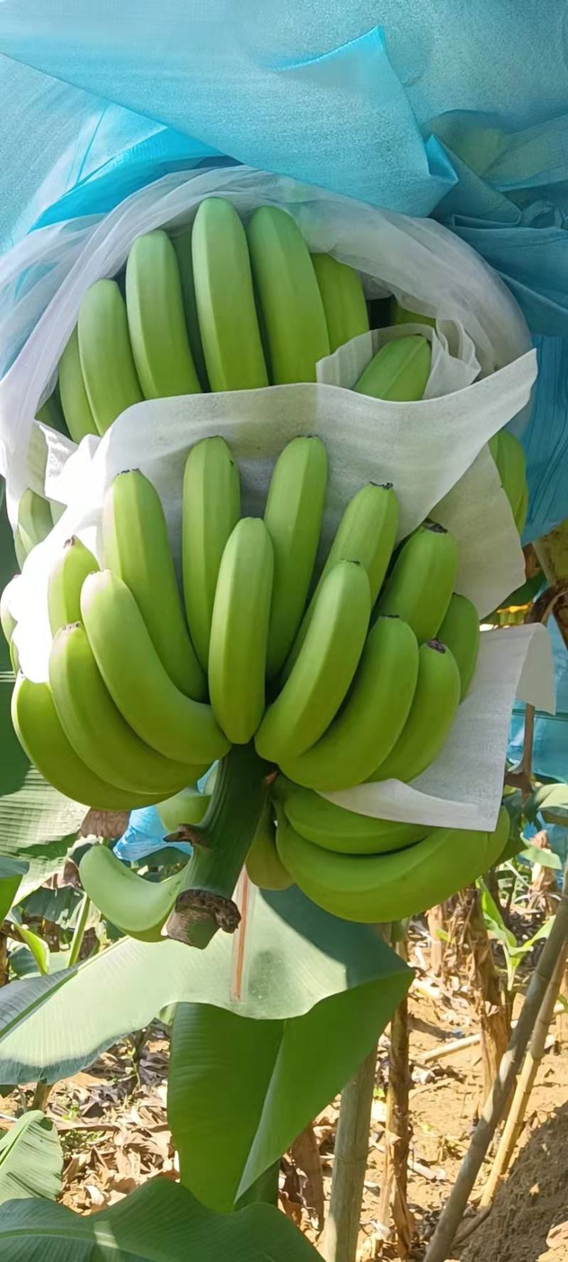香蕉