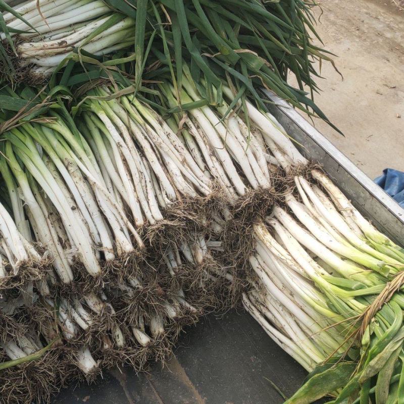【大葱】唐河精品黄葱长白大葱品相好价格优欢迎咨询