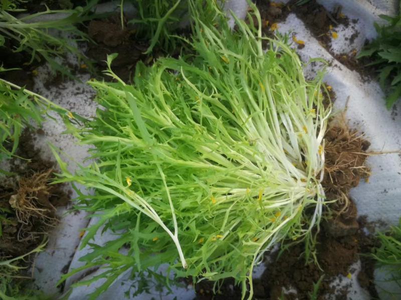 苦苣种子黄心野菜耐热耐寒特菜黄心锯齿状大棚露地种植抗寒