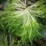 苦苣种子黄心野菜耐热耐寒特菜黄心锯齿状大棚露地种植抗寒