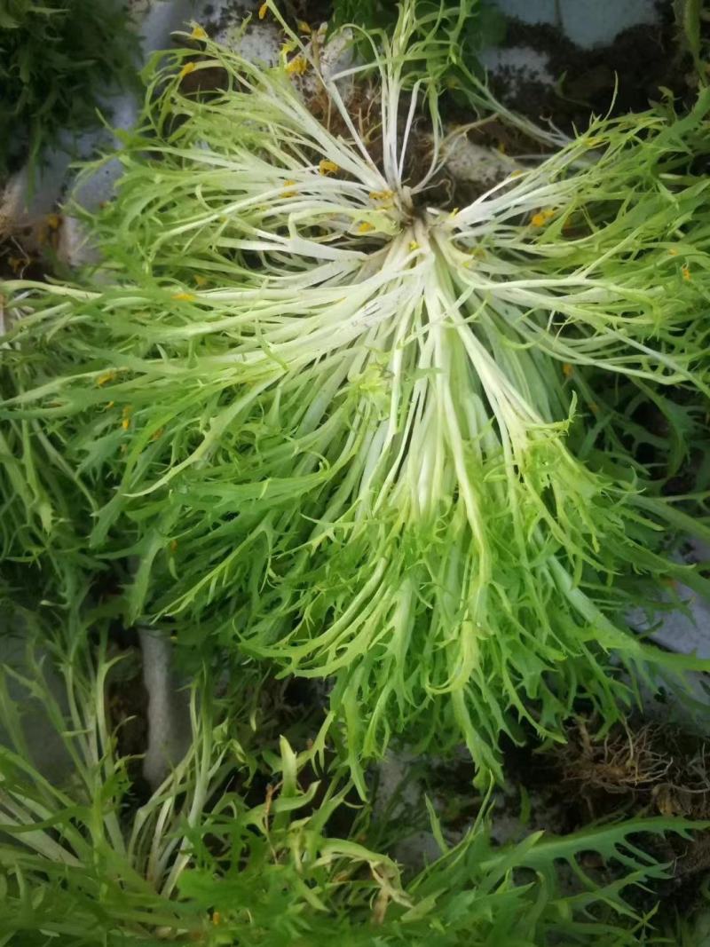 苦苣种子黄心野菜耐热耐寒特菜黄心锯齿状大棚露地种植抗寒