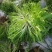 苦苣种子黄心野菜耐热耐寒特菜黄心锯齿状大棚露地种植抗寒