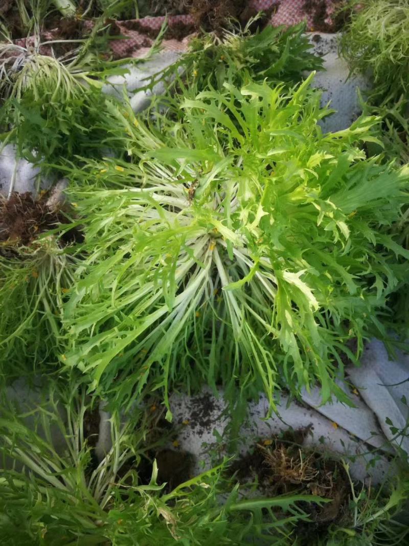 苦苣种子黄心野菜耐热耐寒特菜黄心锯齿状大棚露地种植抗寒