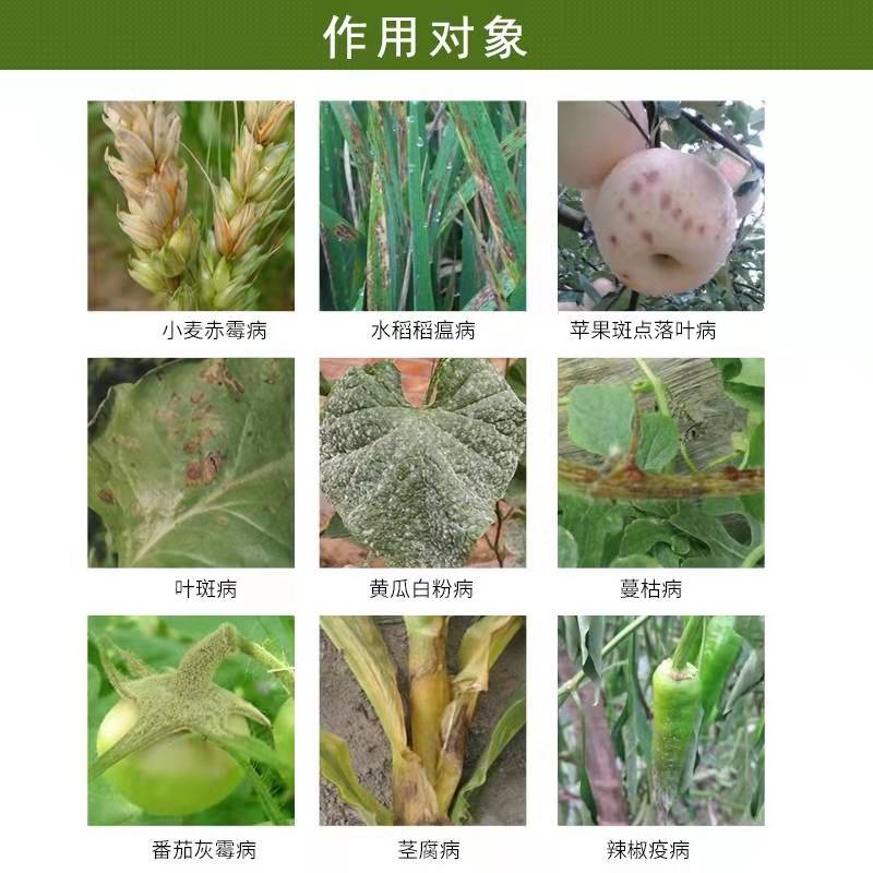 甲基硫菌灵。灰霉病稻瘟病赤霉病稳纹枯病白粉病炭蛆病叶霉病