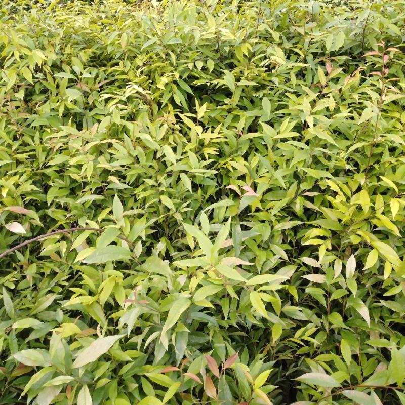 自家种植批发红椎、