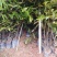 自家种植批发红椎、