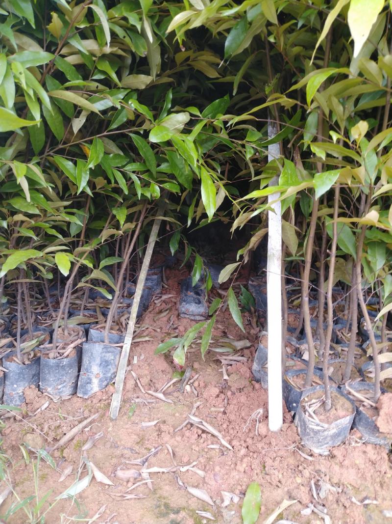 自家种植批发红椎、