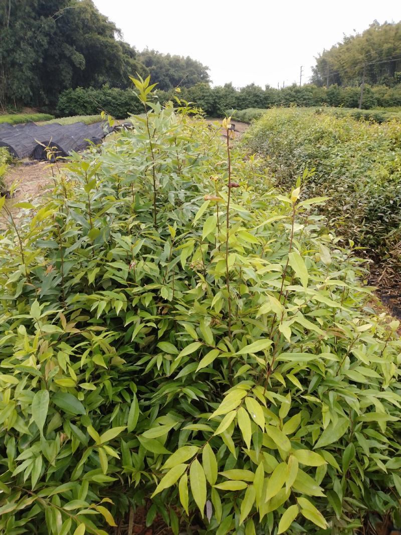 自家种植批发红椎、