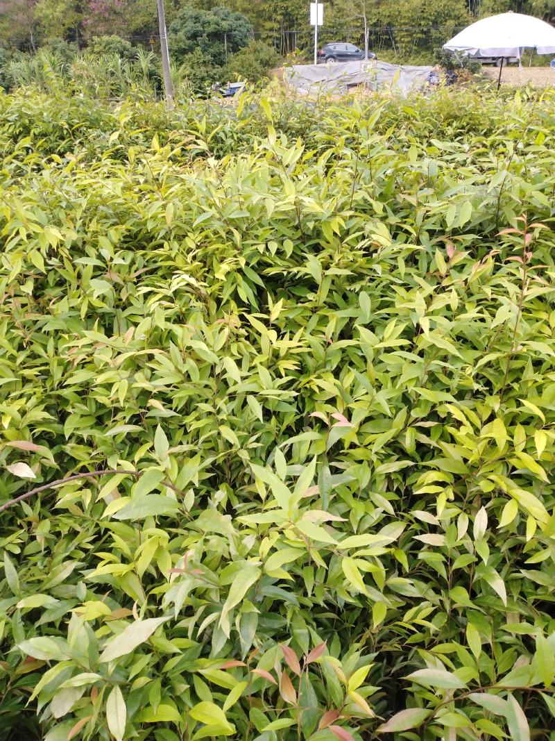 自家种植批发红椎、