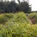 自家种植批发红椎、
