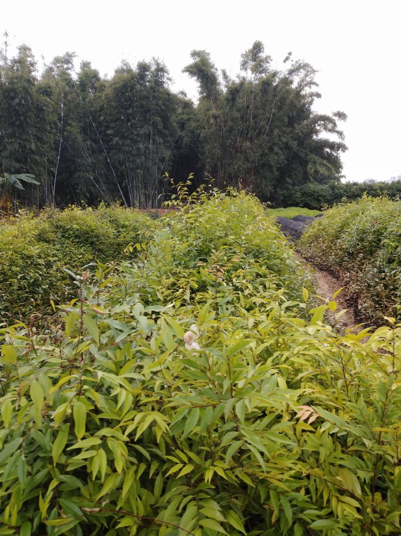 自家种植批发红椎、