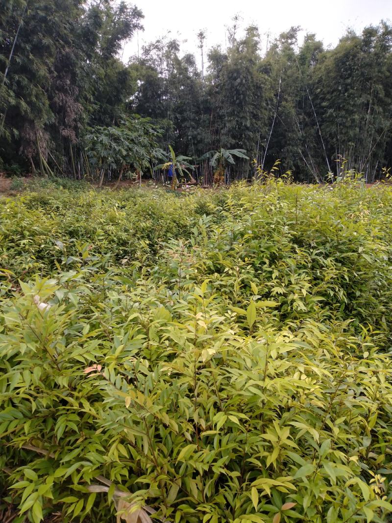 自家种植批发红椎、
