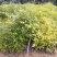 自家种植批发红椎、