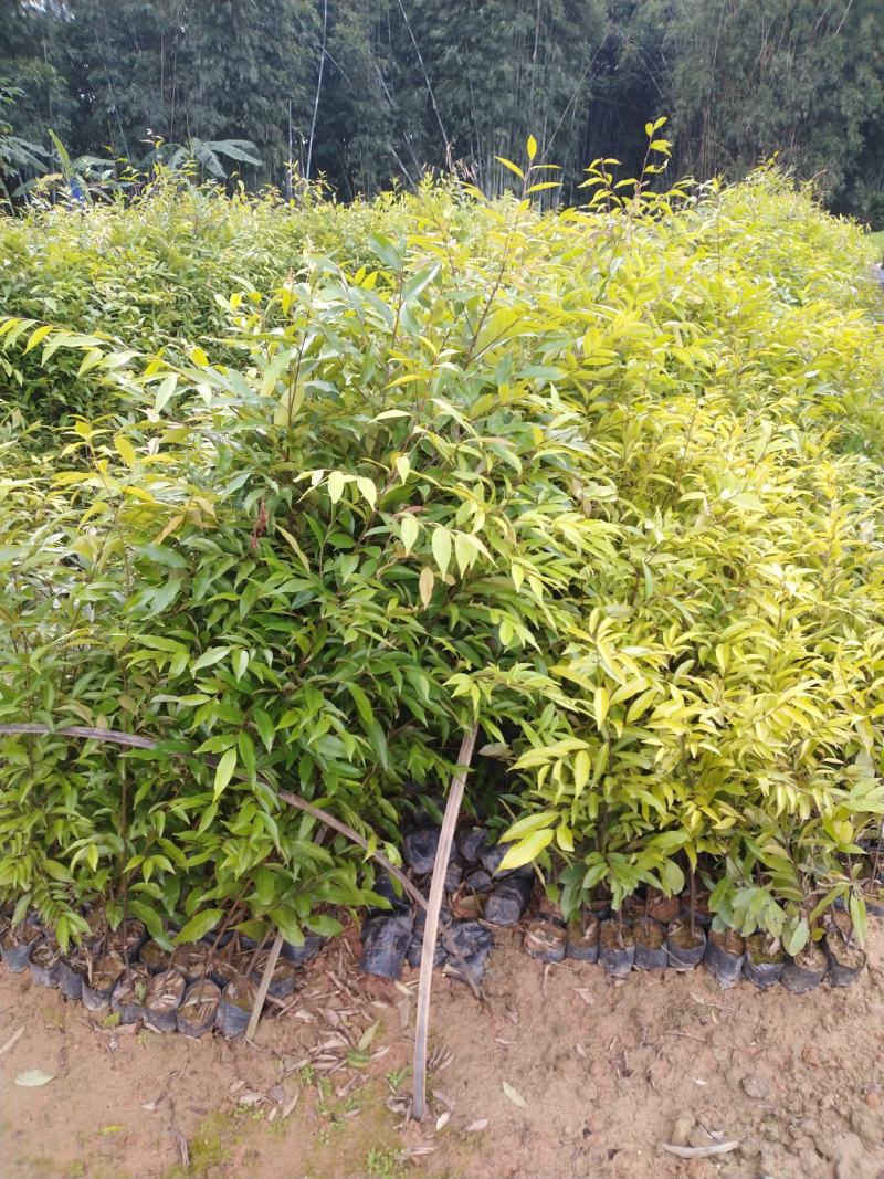 自家种植批发红椎、