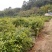 自家种植批发红椎、