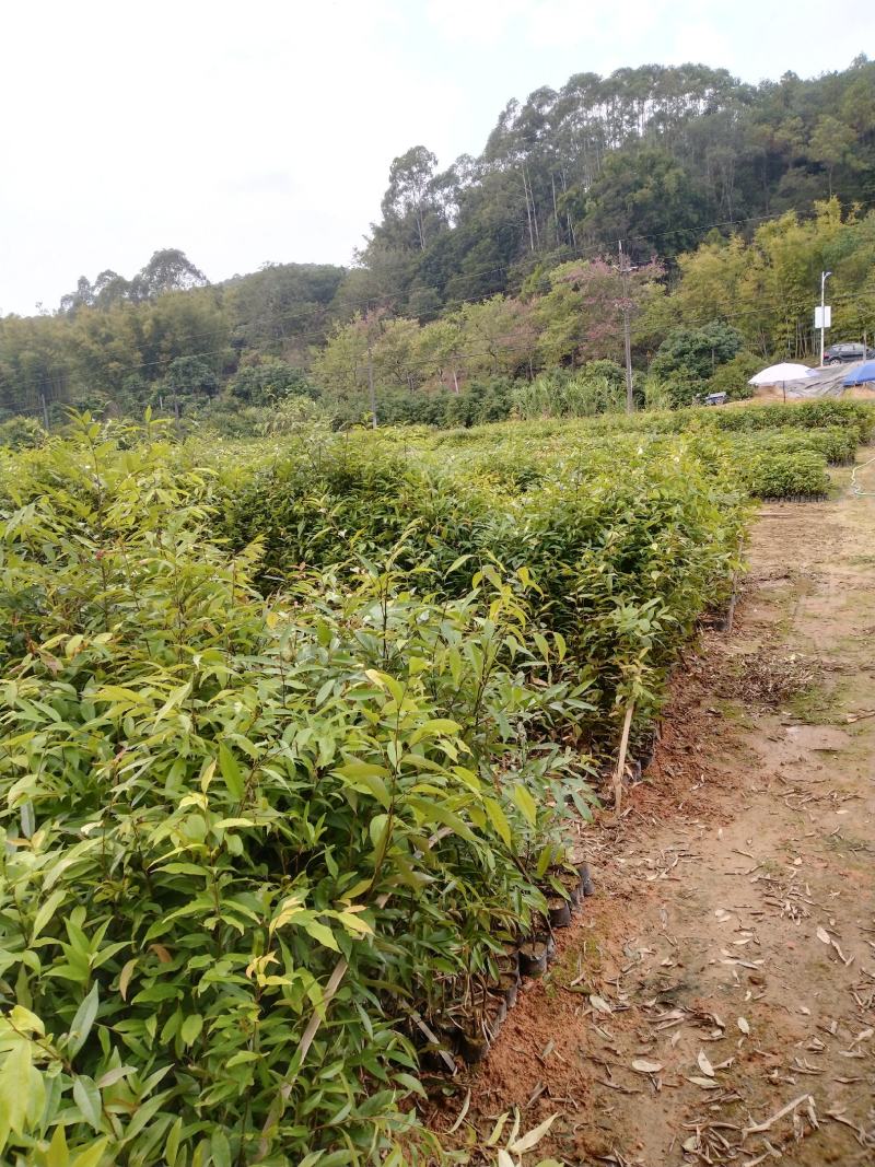 自家种植批发红椎、