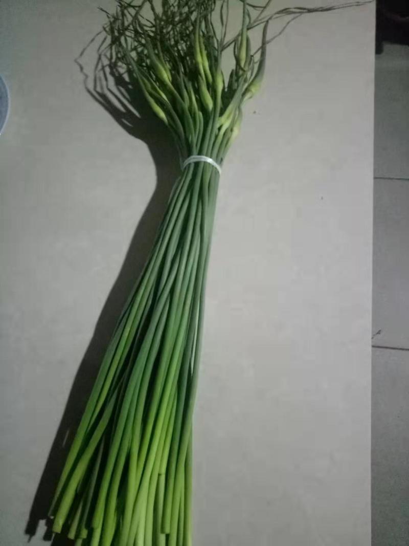 优质白帽/红帽蒜苔，冷库直供，量大从优，各种蔬菜配