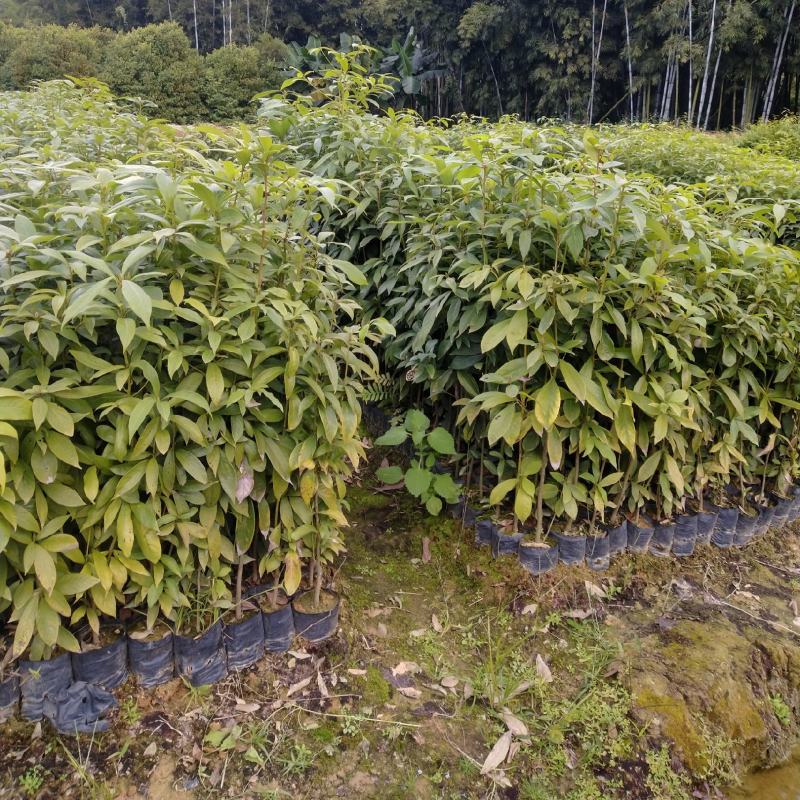 大量供应闽楠金丝楠木欢迎老板来造购预订。