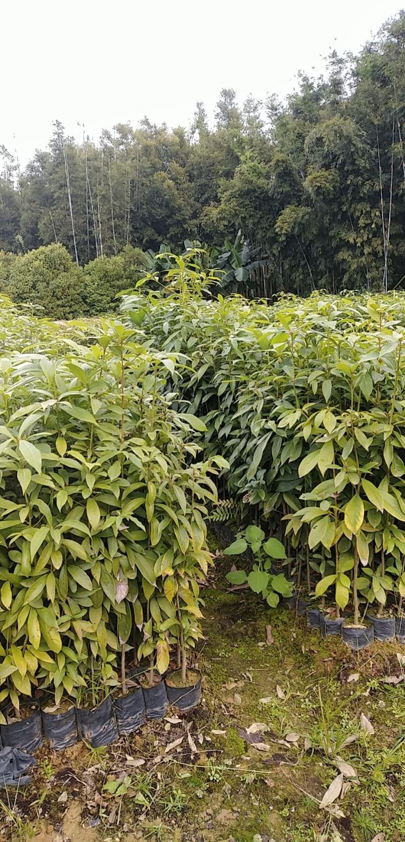 大量供应闽楠金丝楠木欢迎老板来造购预订。