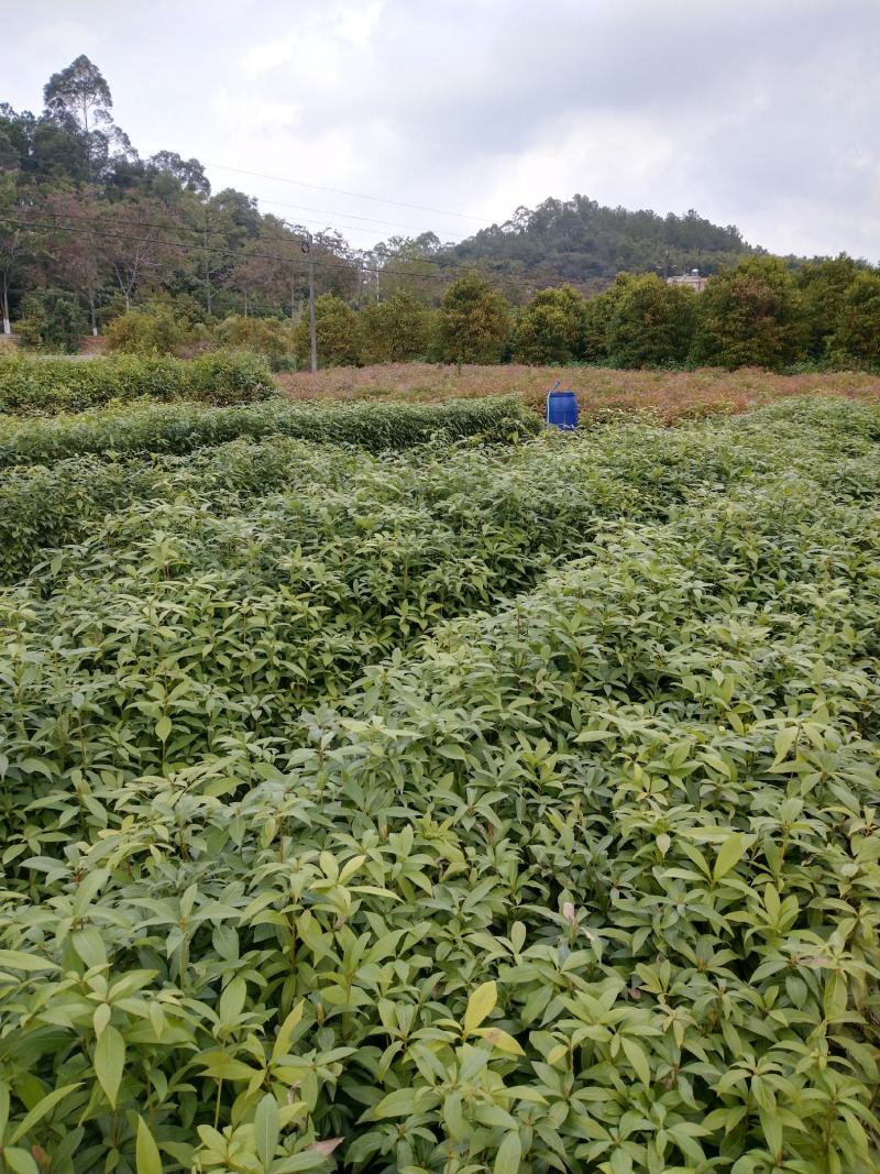 大量供应闽楠金丝楠木欢迎老板来造购预订。