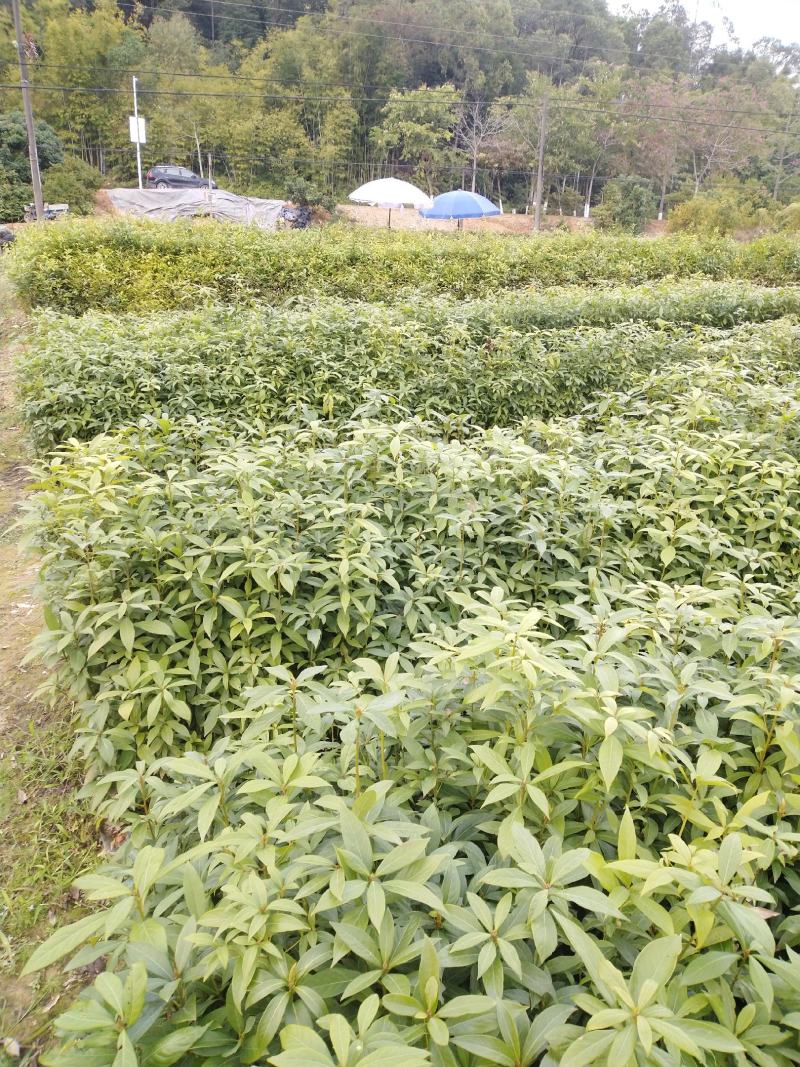 大量供应闽楠金丝楠木欢迎老板来造购预订。