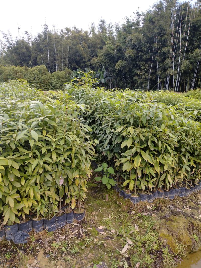 大量供应闽楠金丝楠木欢迎老板来造购预订。