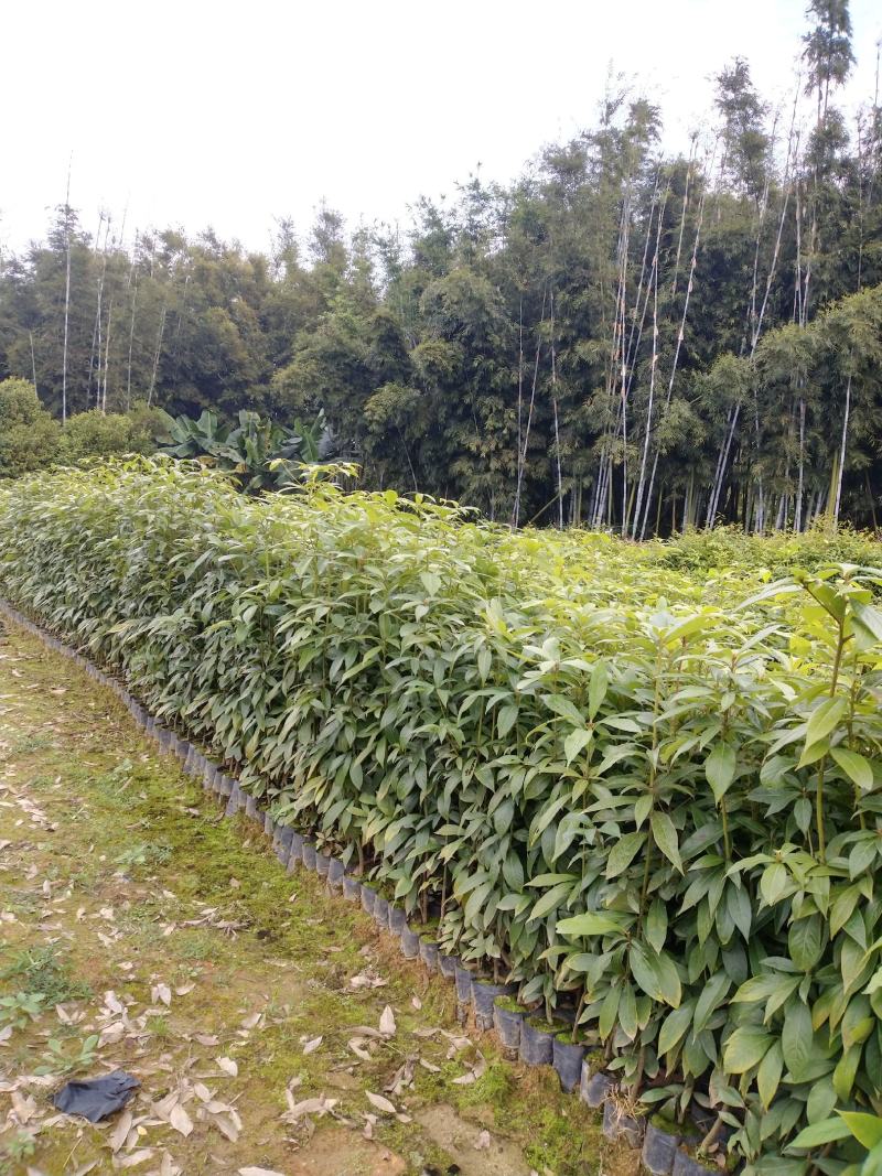 大量供应闽楠金丝楠木欢迎老板来造购预订。