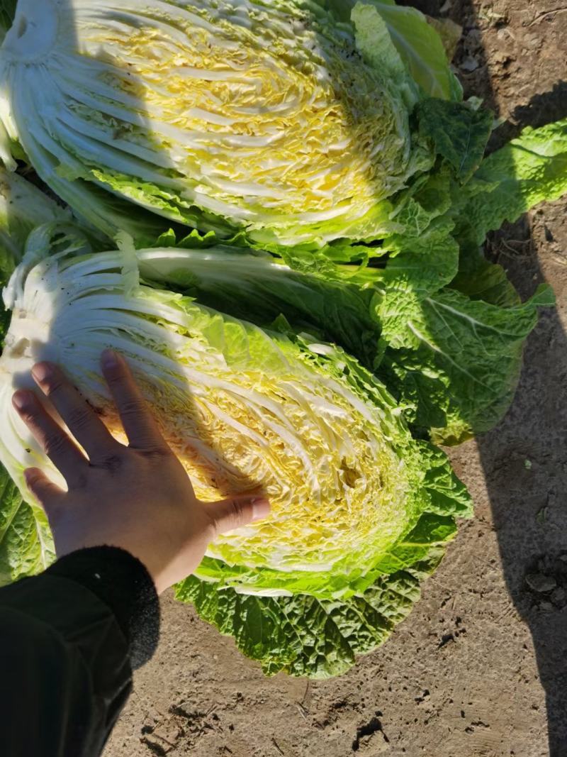 黄心大白菜河南白菜产地直发，基地直供日供百吨欢迎选购