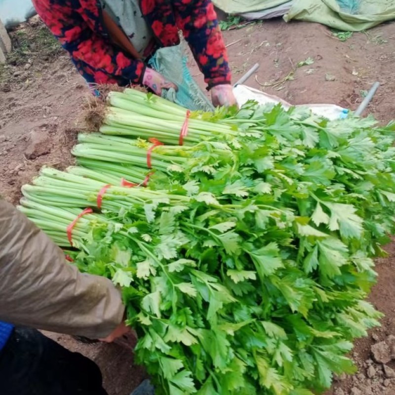 玻璃翠芹菜大量出售，欢迎各位老板们前来选购