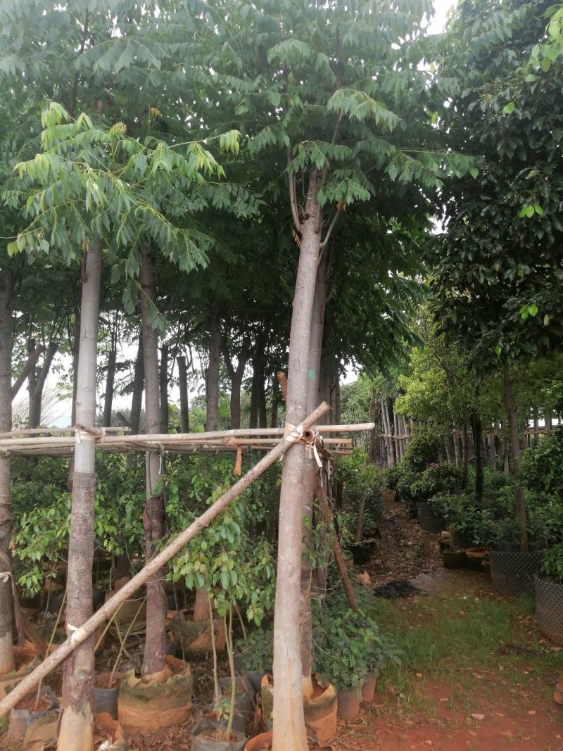 栾树，自产自销，可以预约实地看货。单干，有需要的老板看过